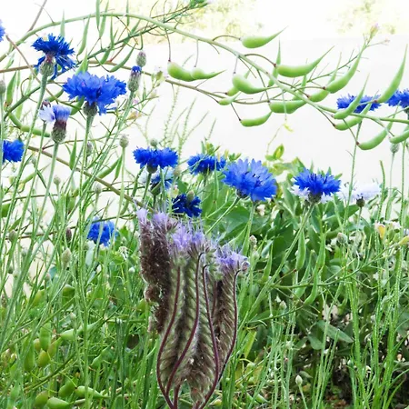 M Butterfly Апартаменты *