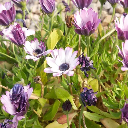 M Butterfly Appartamento Alvorge