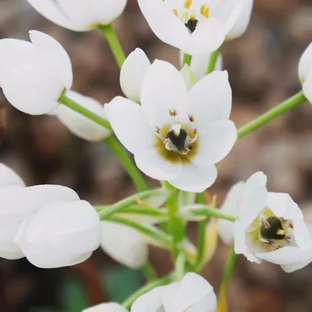 M Butterfly Apartamento Alvorge