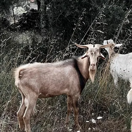 Apartamento M Butterfly *