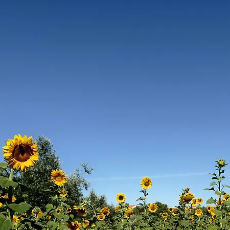 Appartamento M Butterfly Alvorge
