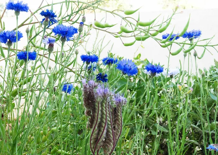 M Butterfly Апартаменты *