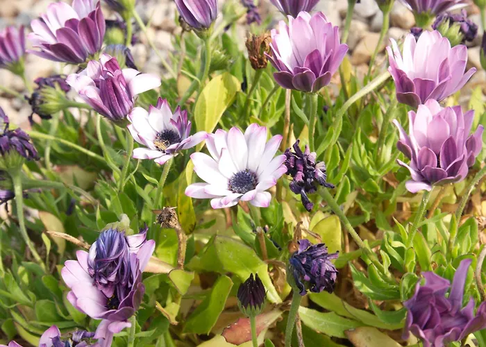 M Butterfly アパート Alvorge