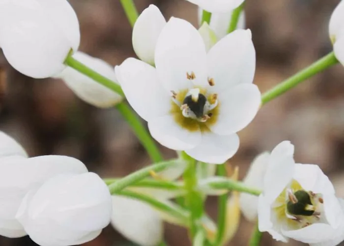 M Butterfly Апартаменты Alvorge